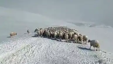 Şiddetli Tipi'de Yüzlerce Hayvan Hayatını Kaybetti